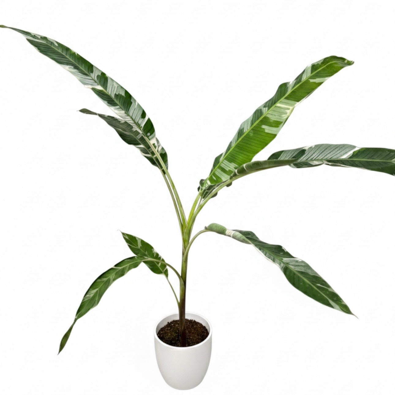 Musa Florida 17cm Pot Size Houseplant