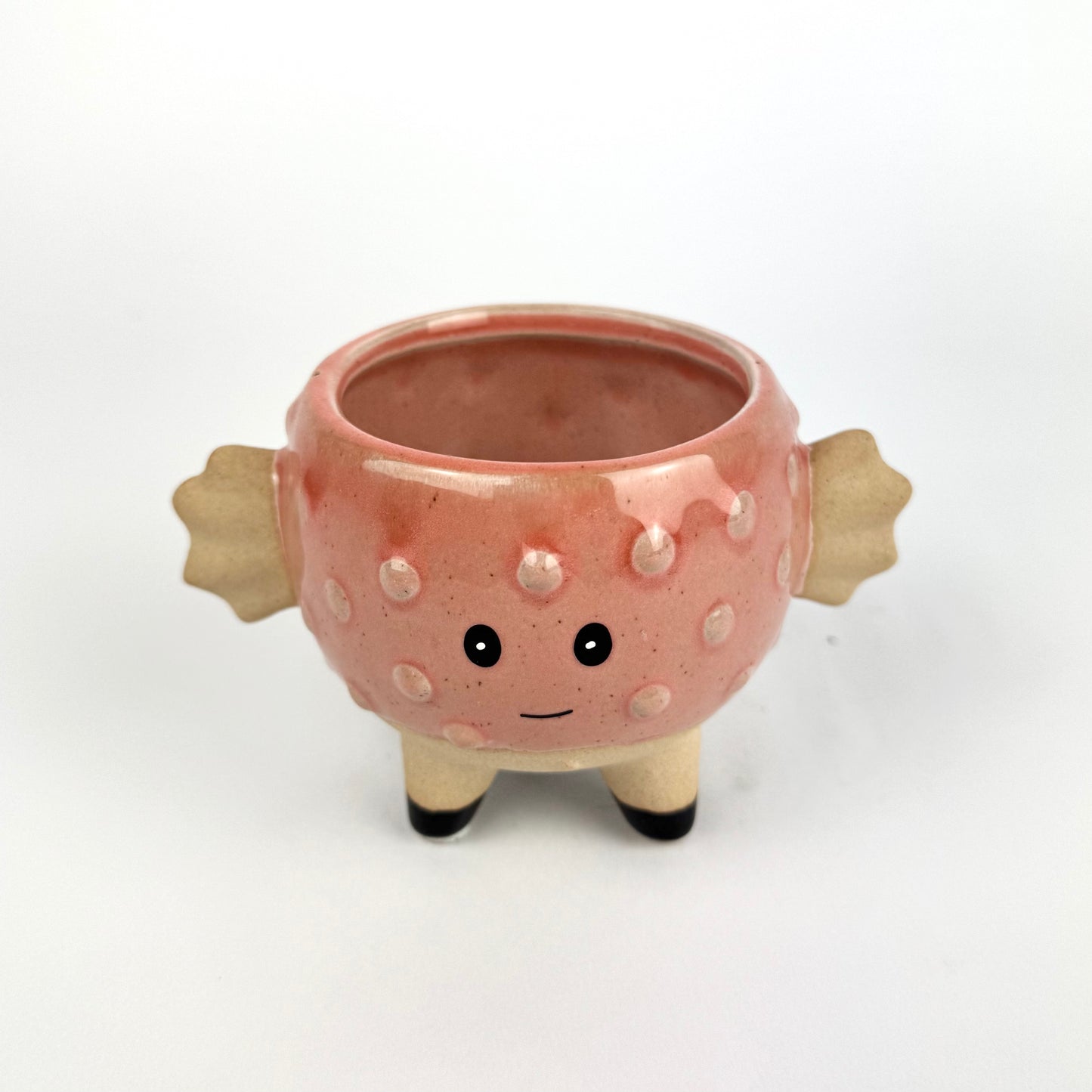 Desk Buddy Plant & Pot Bundle