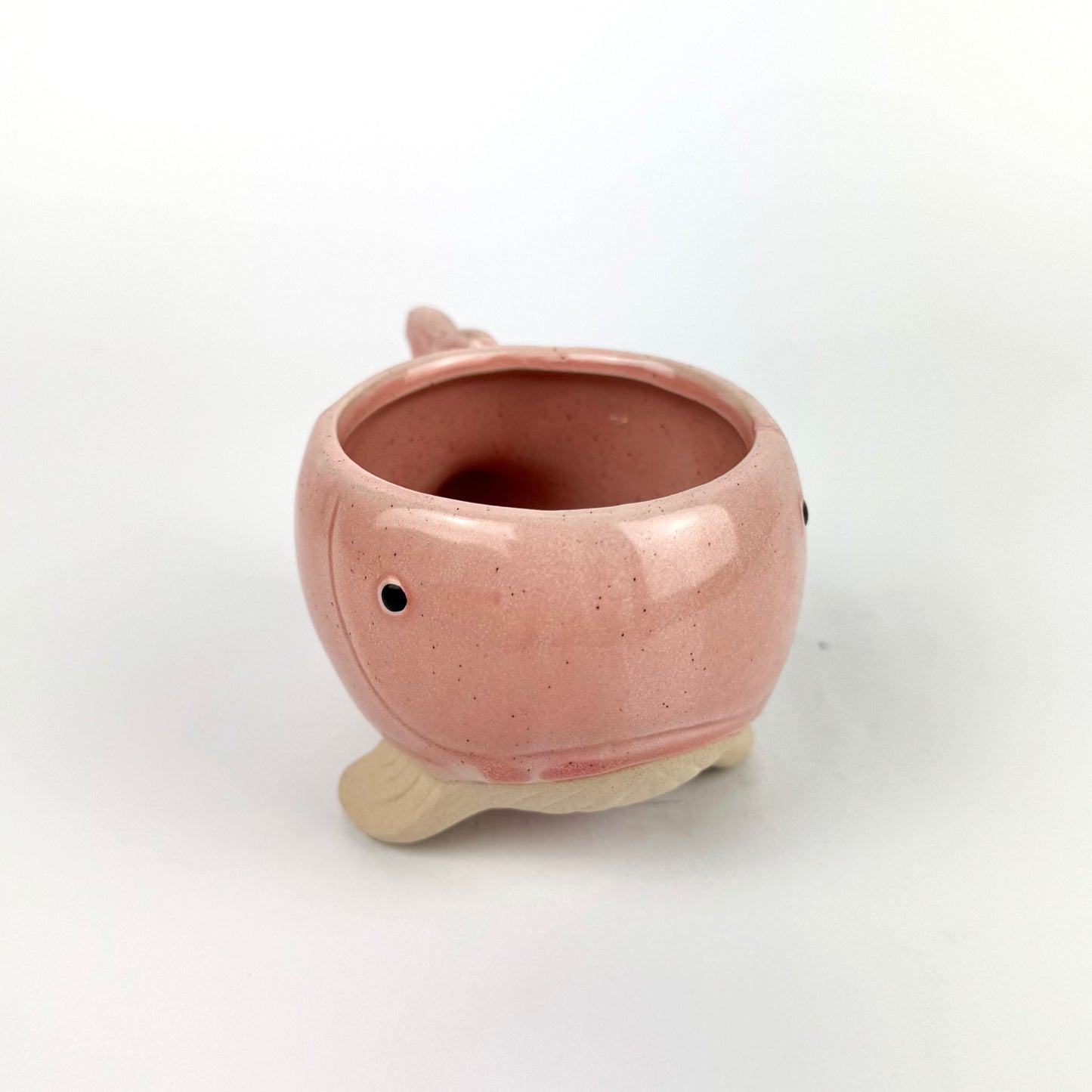 Desk Buddy Plant & Pot Bundle