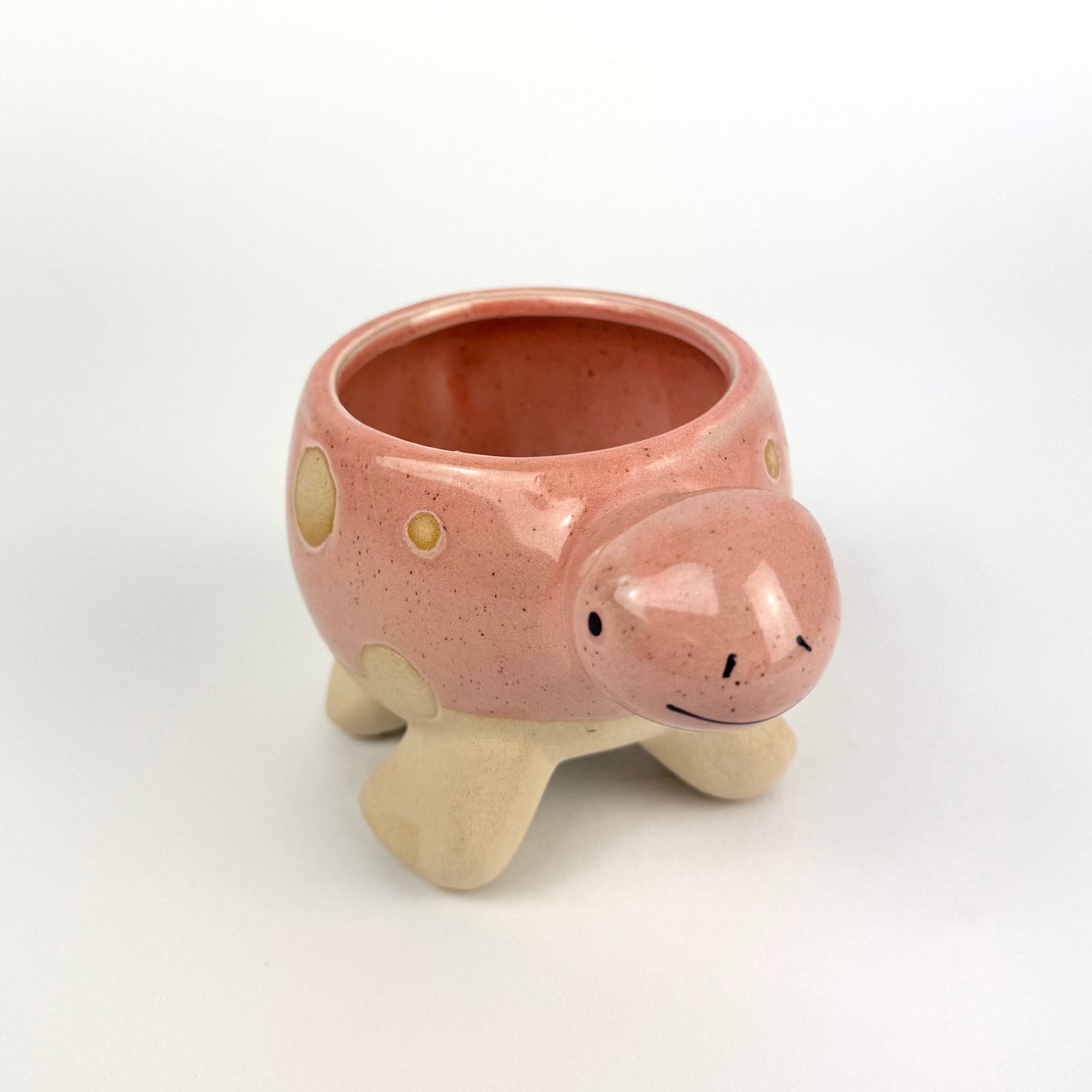 Desk Buddy Plant & Pot Bundle