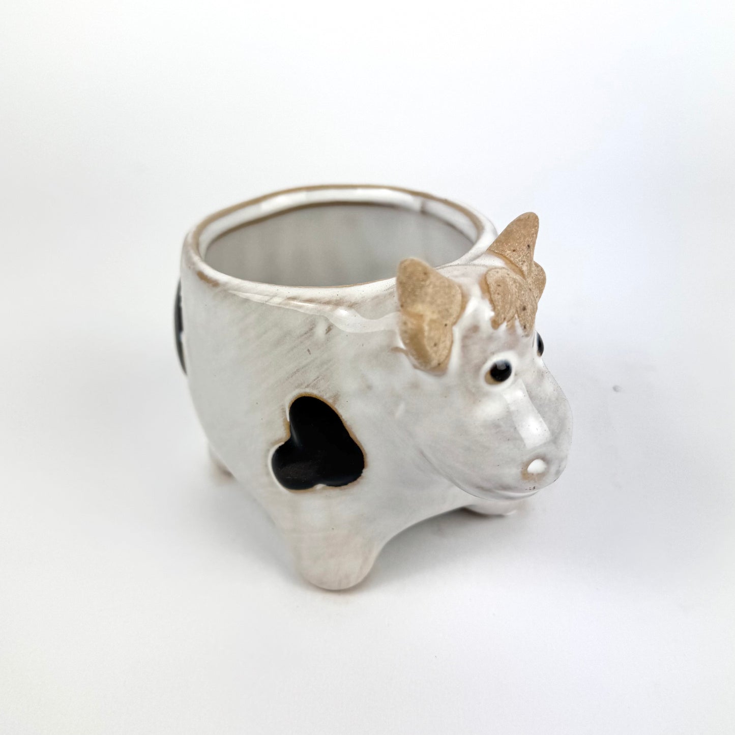 Desk Buddy Plant & Pot Bundle