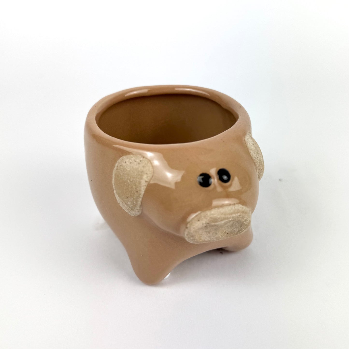 Desk Buddy Plant & Pot Bundle