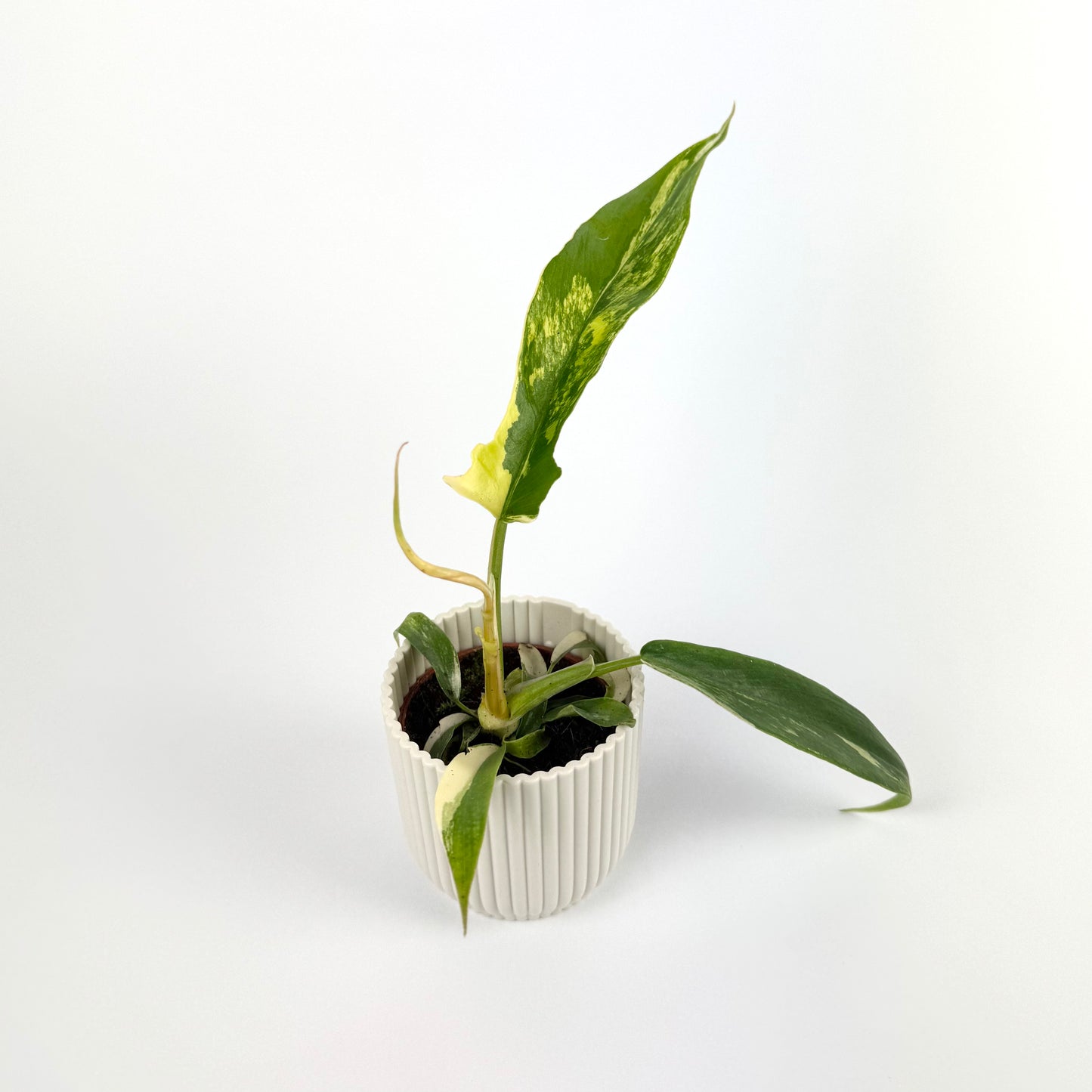 Philodendron Florida Beauty X Tortum 6cm Houseplant