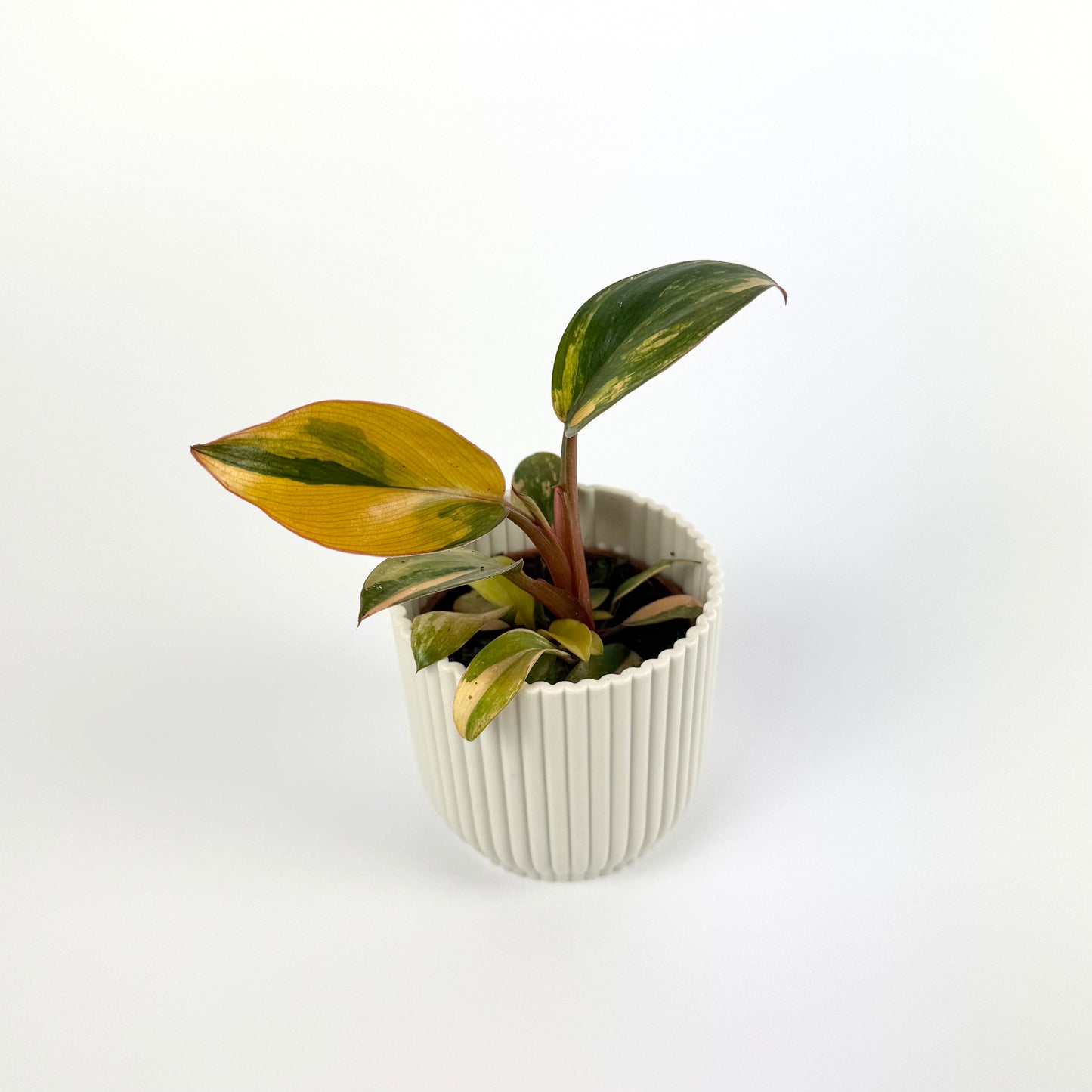 Philodendron Red Congo Variegated 6cm Houseplant