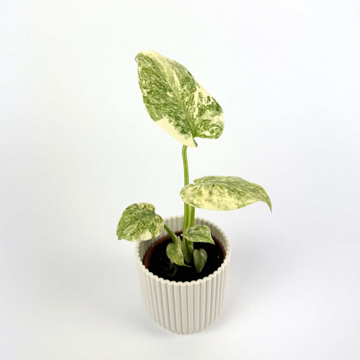 Monstera Green Snow 6cm Houseplant