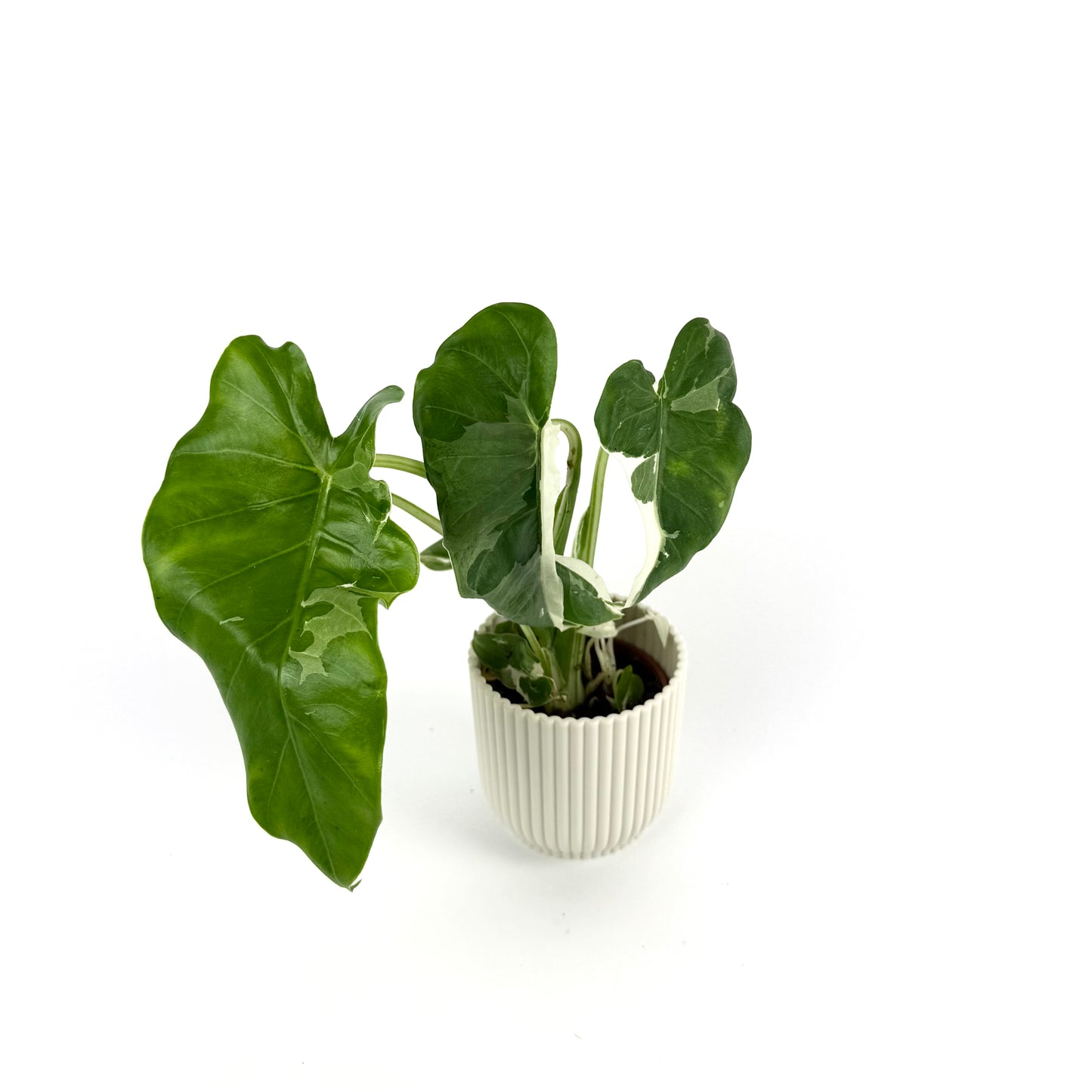 Alocasia Okinawa Silver 6cm Houseplant