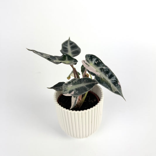 Alocasia Bambino Pink Variegated 6cm Houseplant