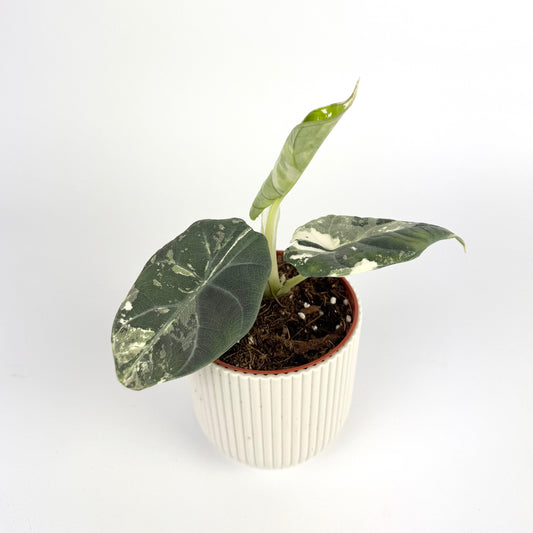 Alocasia Maharani Albo Variegated 6cm Houseplant