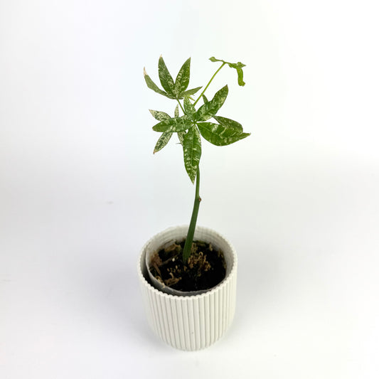 Pachira Milky Way 7cm Houseplant