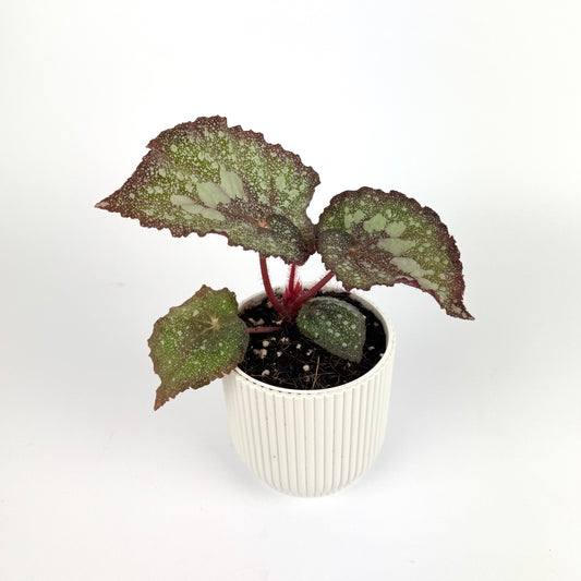 Begonia Super Universe 9cm Houseplant