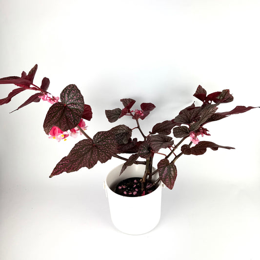 Begonia Pink Linda 14cm Houseplant