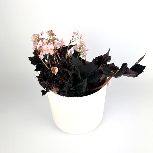 Begonia Black Fang 14cm Houseplant