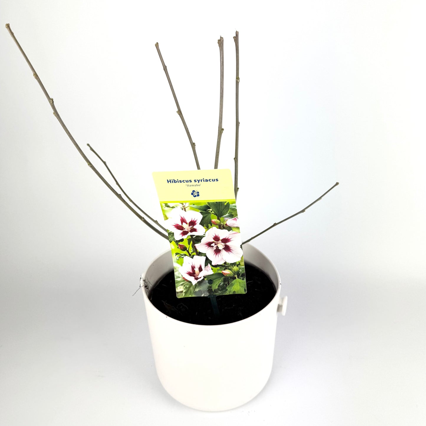 Hibiscus Syriacus Mixed 17cm Plants