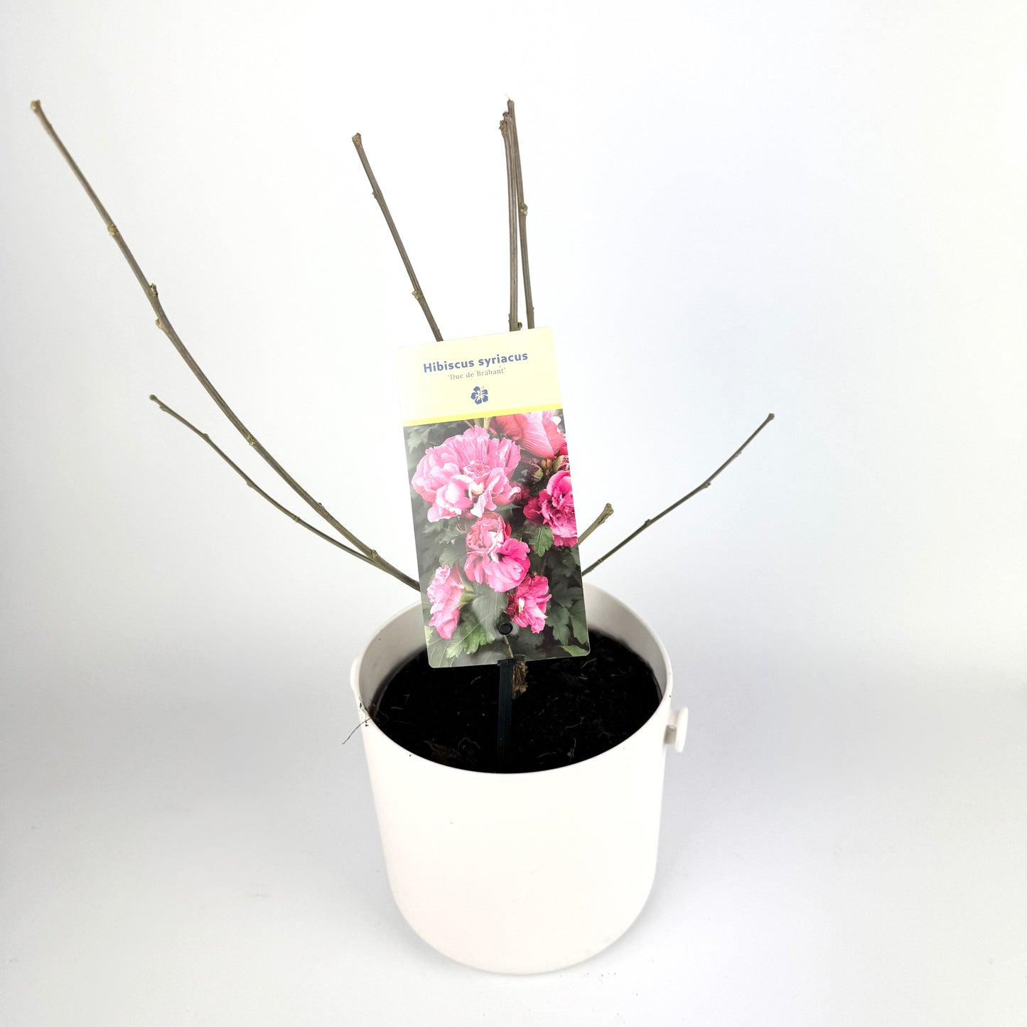 Hibiscus Syriacus Mixed 17cm Plants