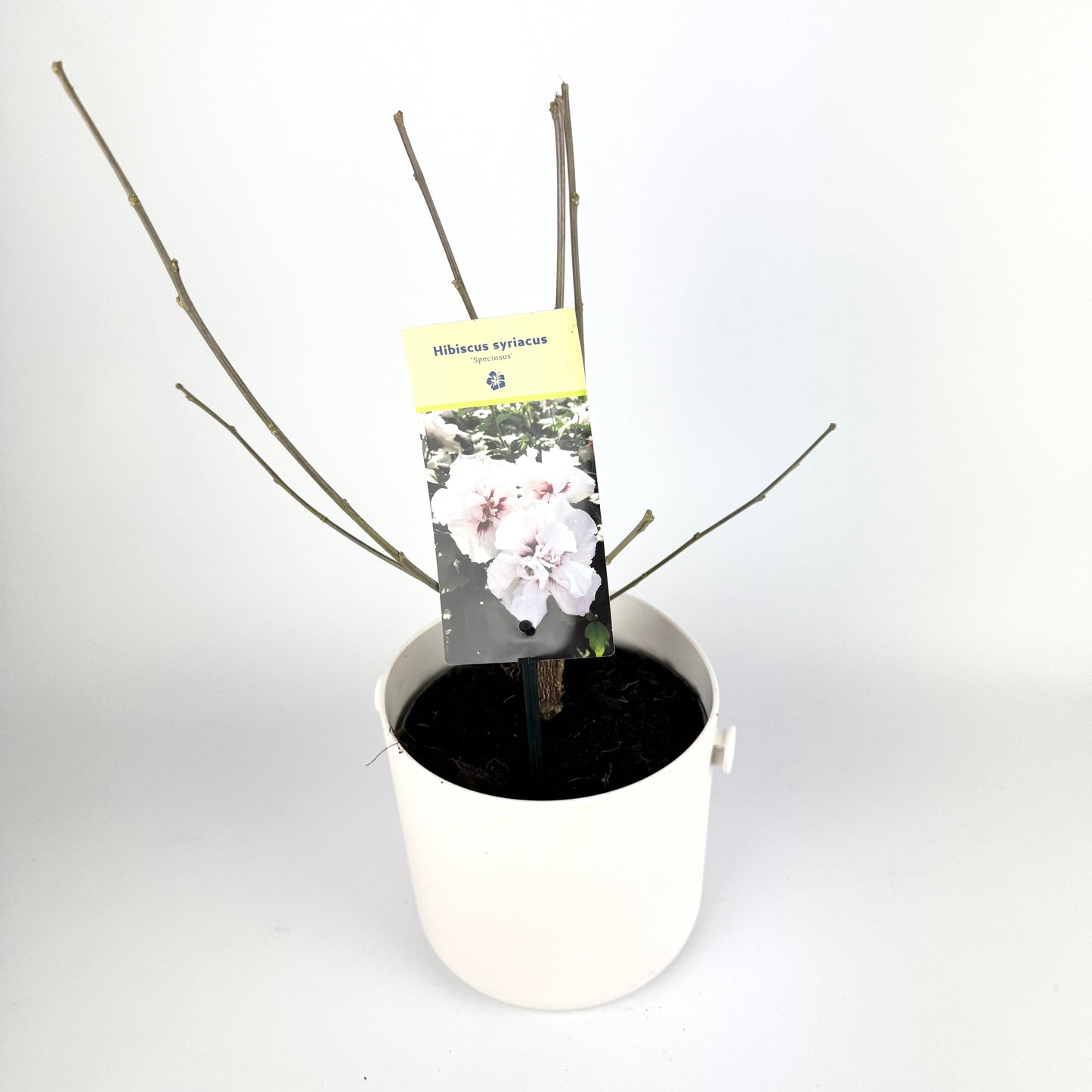 Hibiscus Syriacus Mixed 17cm Plants