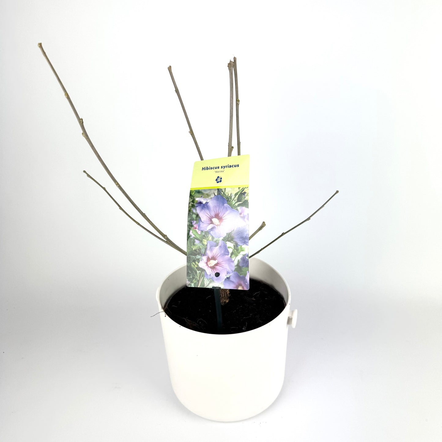 Hibiscus Syriacus Mixed 17cm Plants