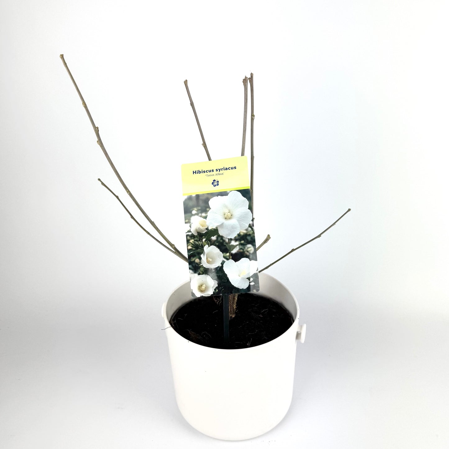 Hibiscus Syriacus Mixed 17cm Plants