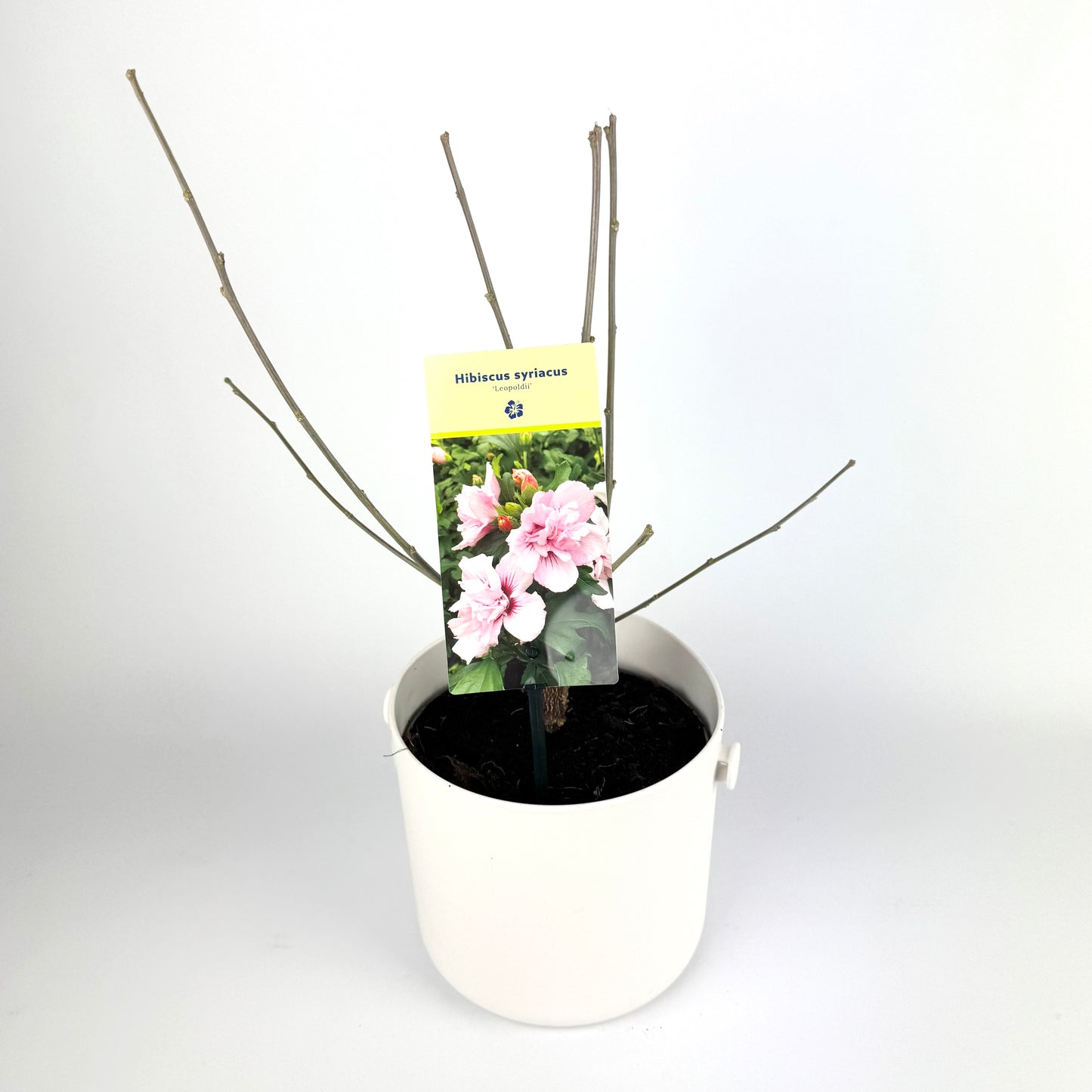 Hibiscus Syriacus Mixed 17cm Plants