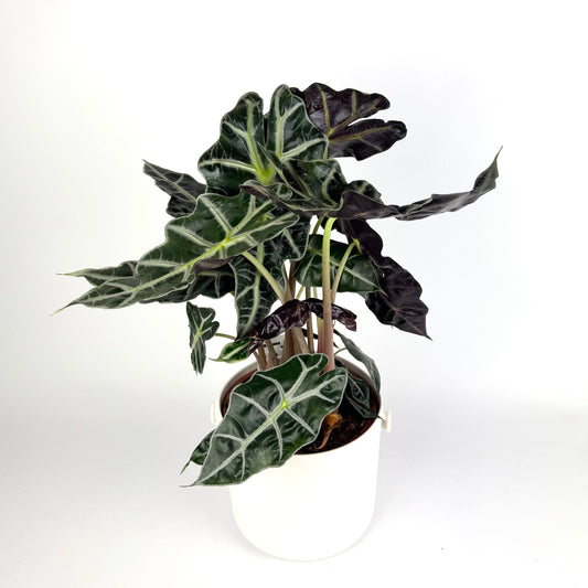 Alocasia Polly 17cm Houseplant