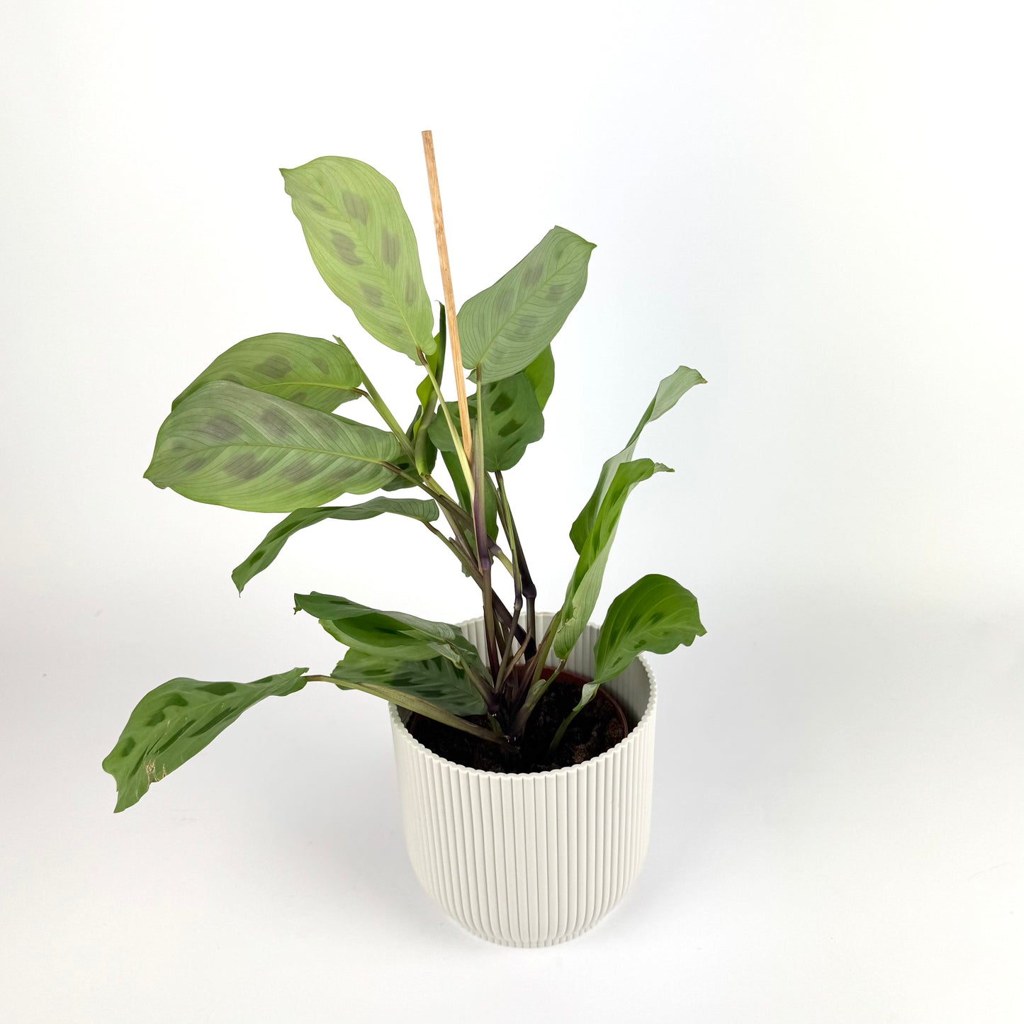 Maranta leuconeura 12cm Pot Size Houseplant