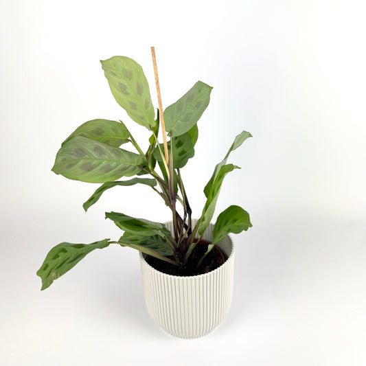 Maranta leuconeura 12cm Pot Size Houseplant