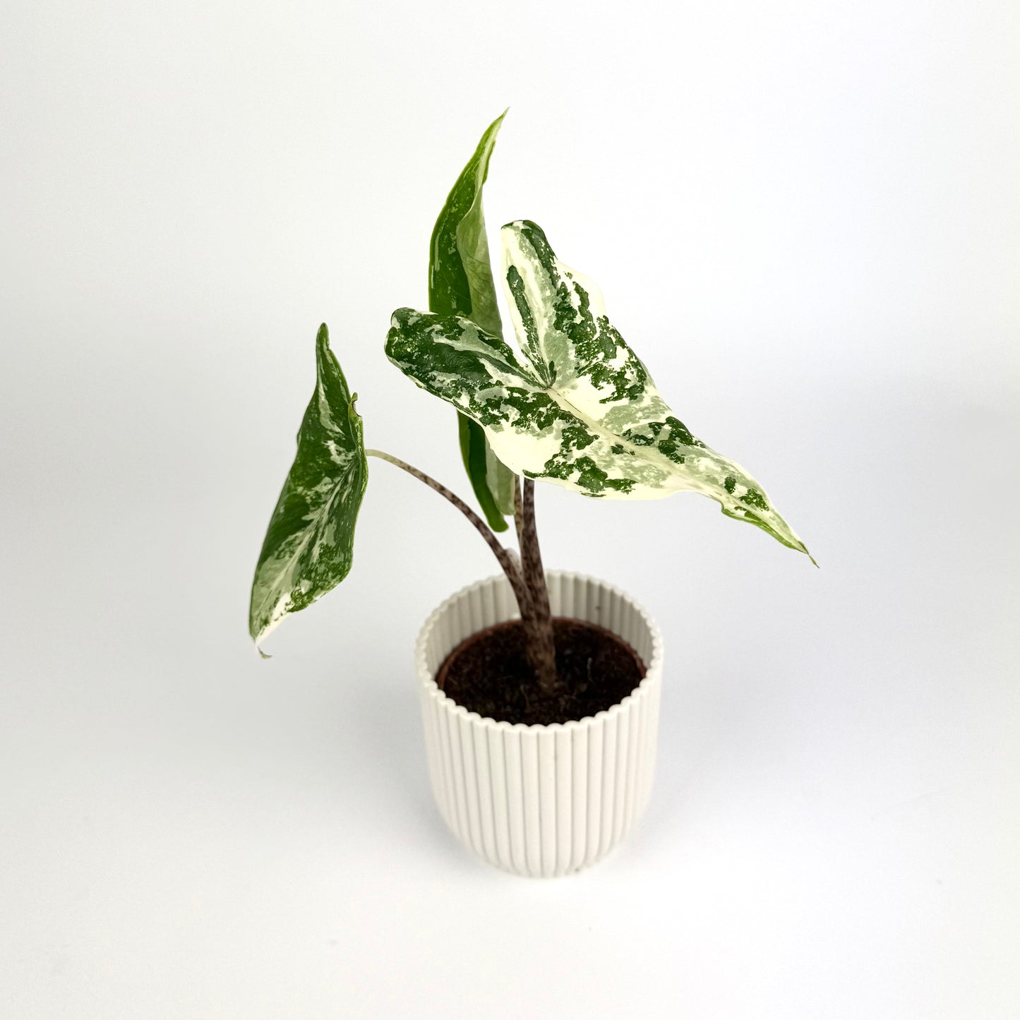 Alocasia Tigrina Albo 6cm Houseplant