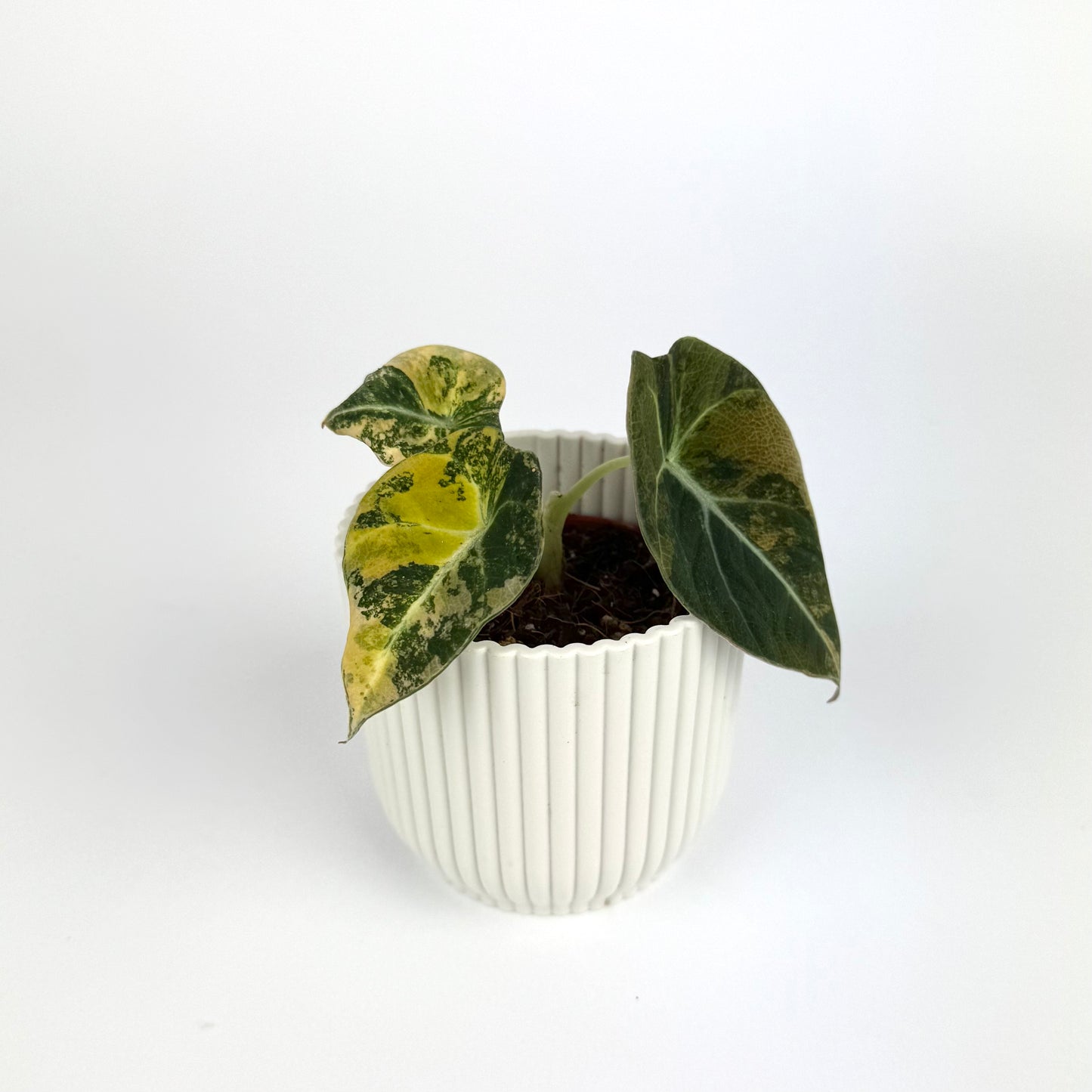 Alocasia Black Velvet Aurea 6cm Houseplant