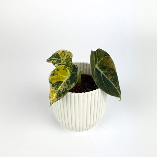 Alocasia Black Velvet Aurea 6cm Houseplant