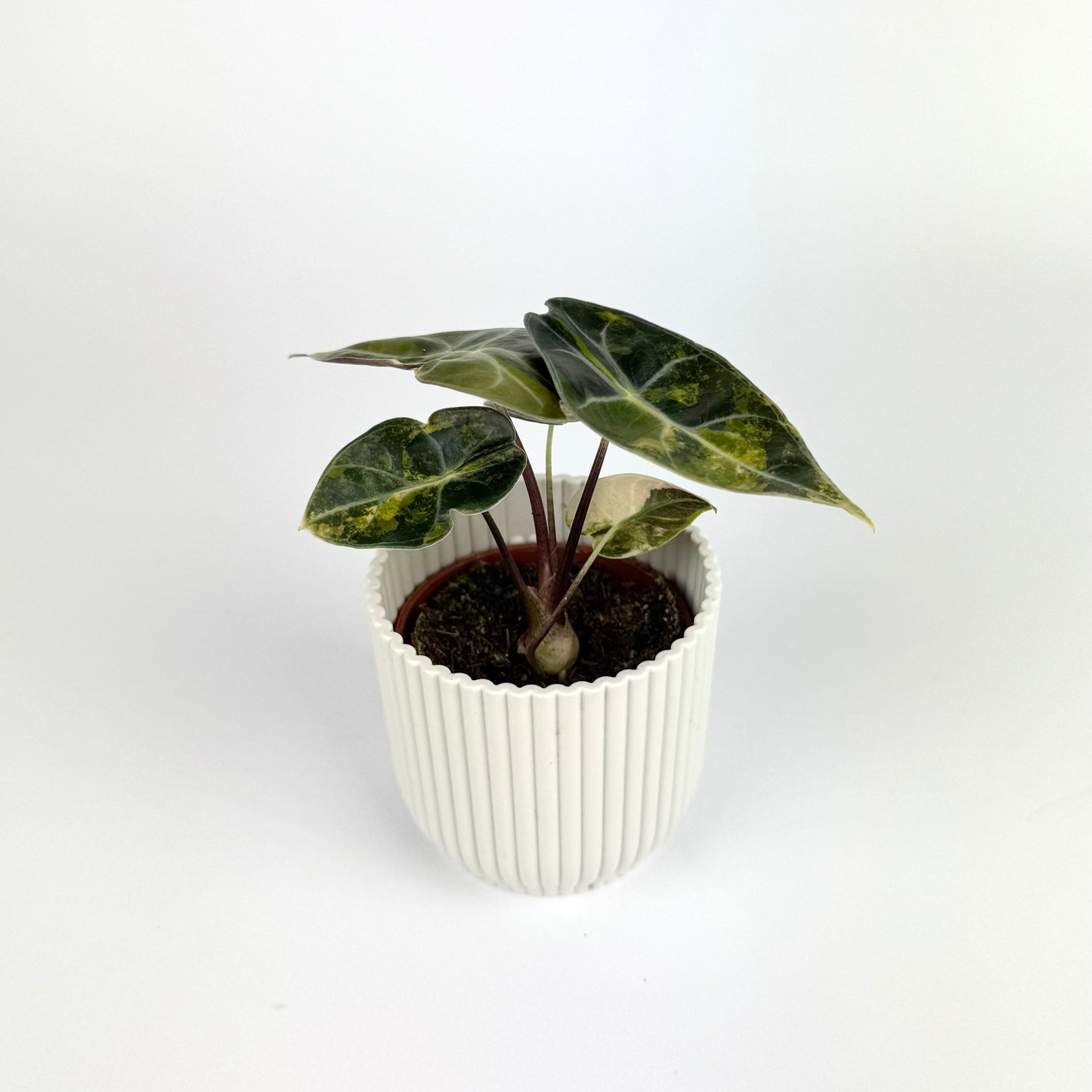 Alocasia Suhirmaniana Aurea 6cm Houseplant