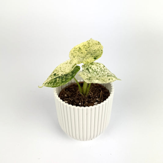 Alocasia Dragon Scale Mint 6cm Houseplant