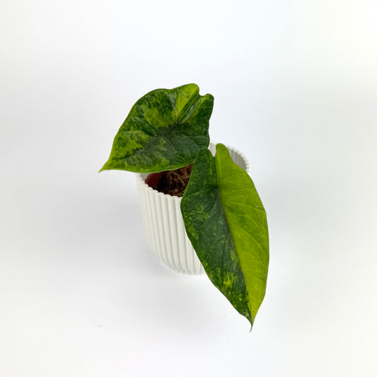 Alocasia Scalprum Aurea 6cm Houseplant
