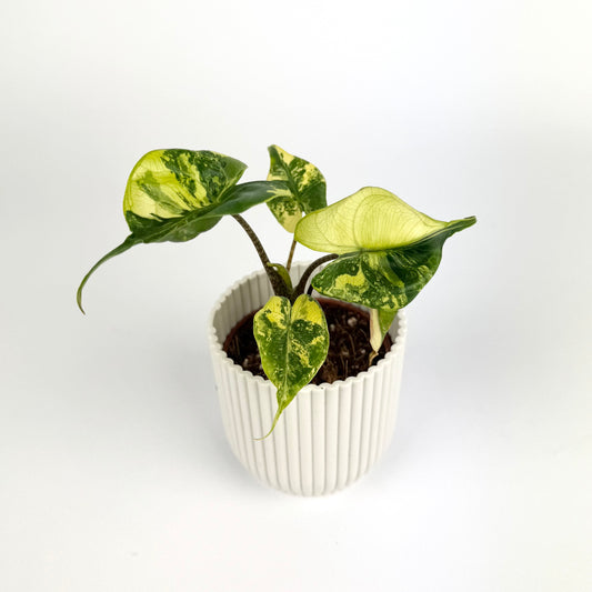 Alocasia Stingray Aurea 6cm Houseplant