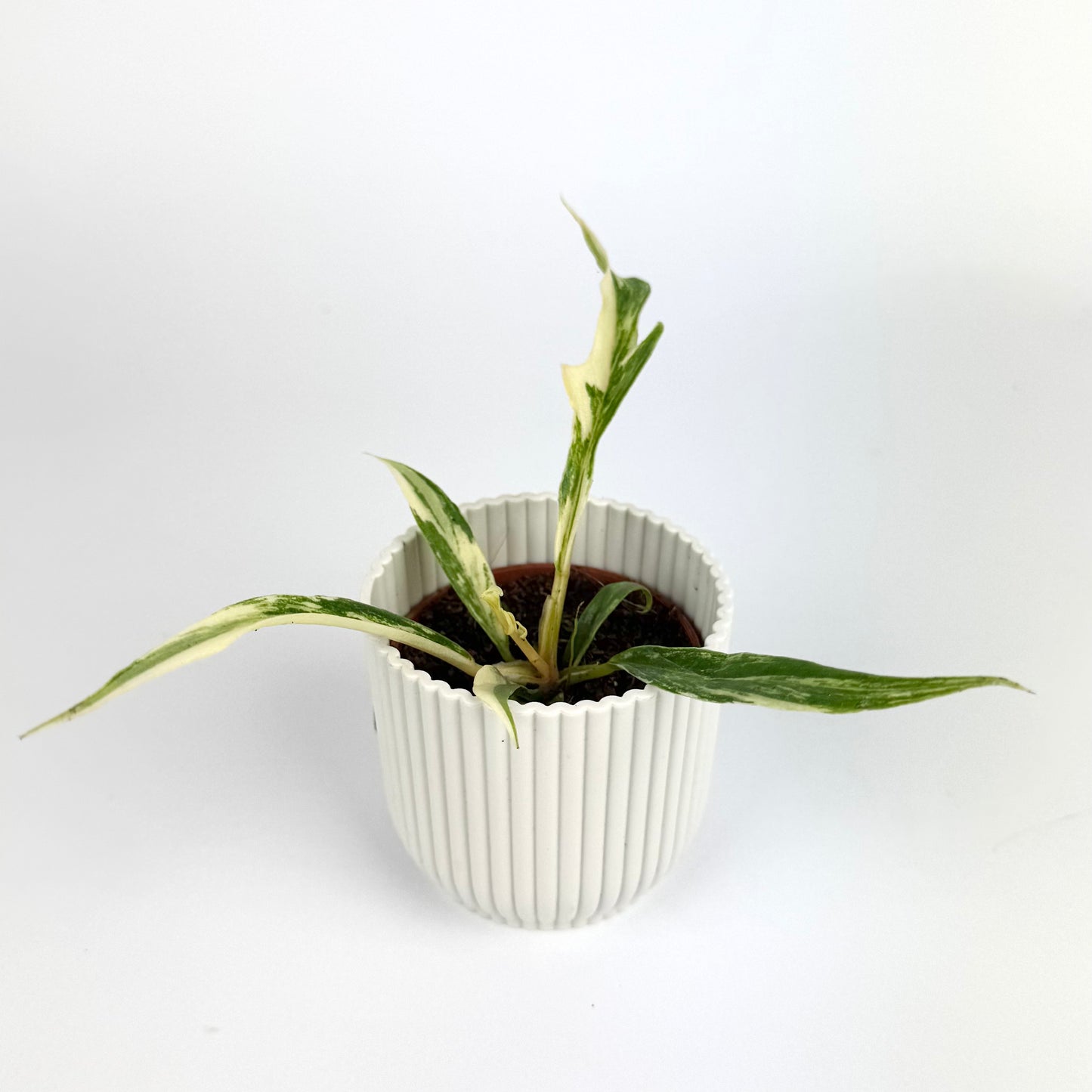 Philodendron Tortum Variegated 6cm Houseplant