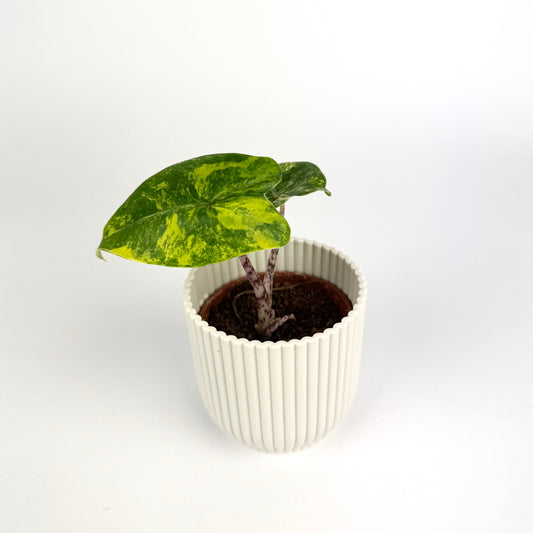 Alocasia Zebrina Aurea 6cm Houseplant