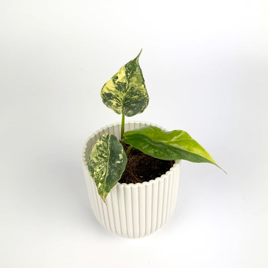 Alocasia Simpo Aurea 6cm Houseplant