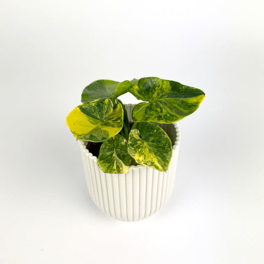 Philodendron Atom Variegated 6cm Houseplant