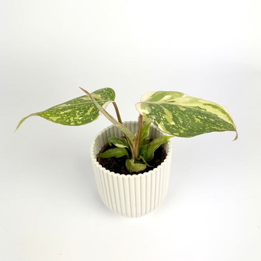 Philodendron Gloriosum Tricolour 6cm Houseplant