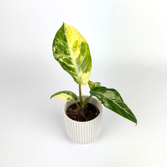 Xanthosoma Lindenii Variegated 6cm Houseplant