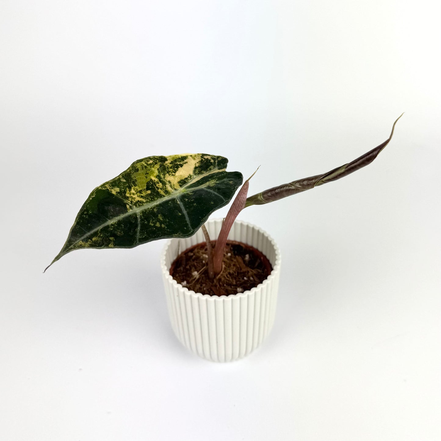 Alocasia Sanderiana Bull 6cm Houseplant