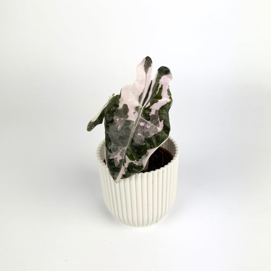 Alocasia Pseudo Sanderiana Pink 6cm Houseplant