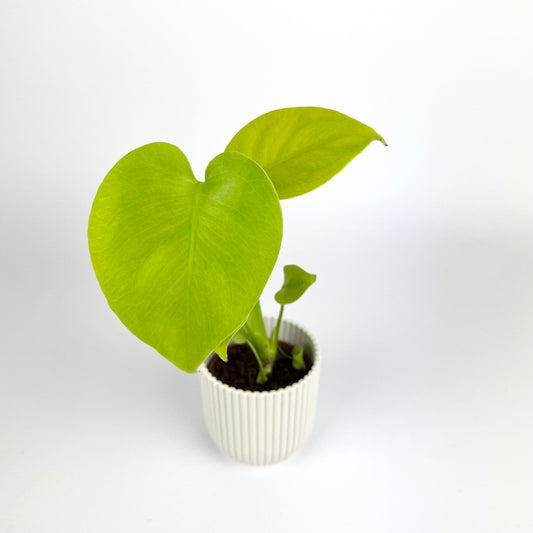 Monstera Deliciosa Golden 6cm Houseplant