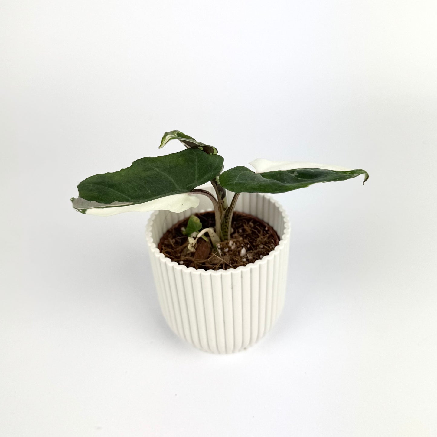 Alocasia Lauterbachiana Albo 6cm Houseplant