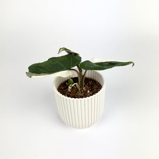 Alocasia Lauterbachiana Albo 6cm Houseplant