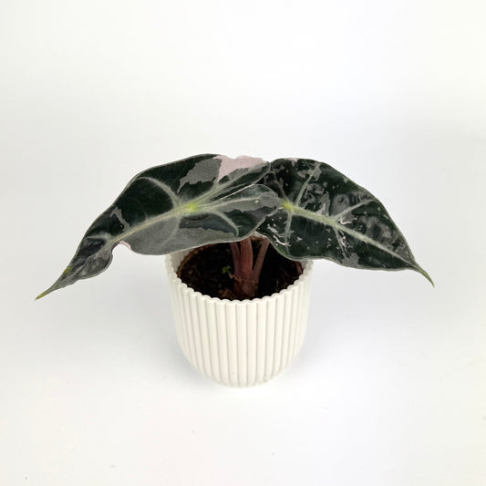 Alocasia Amazonica Pink 6cm Houseplant