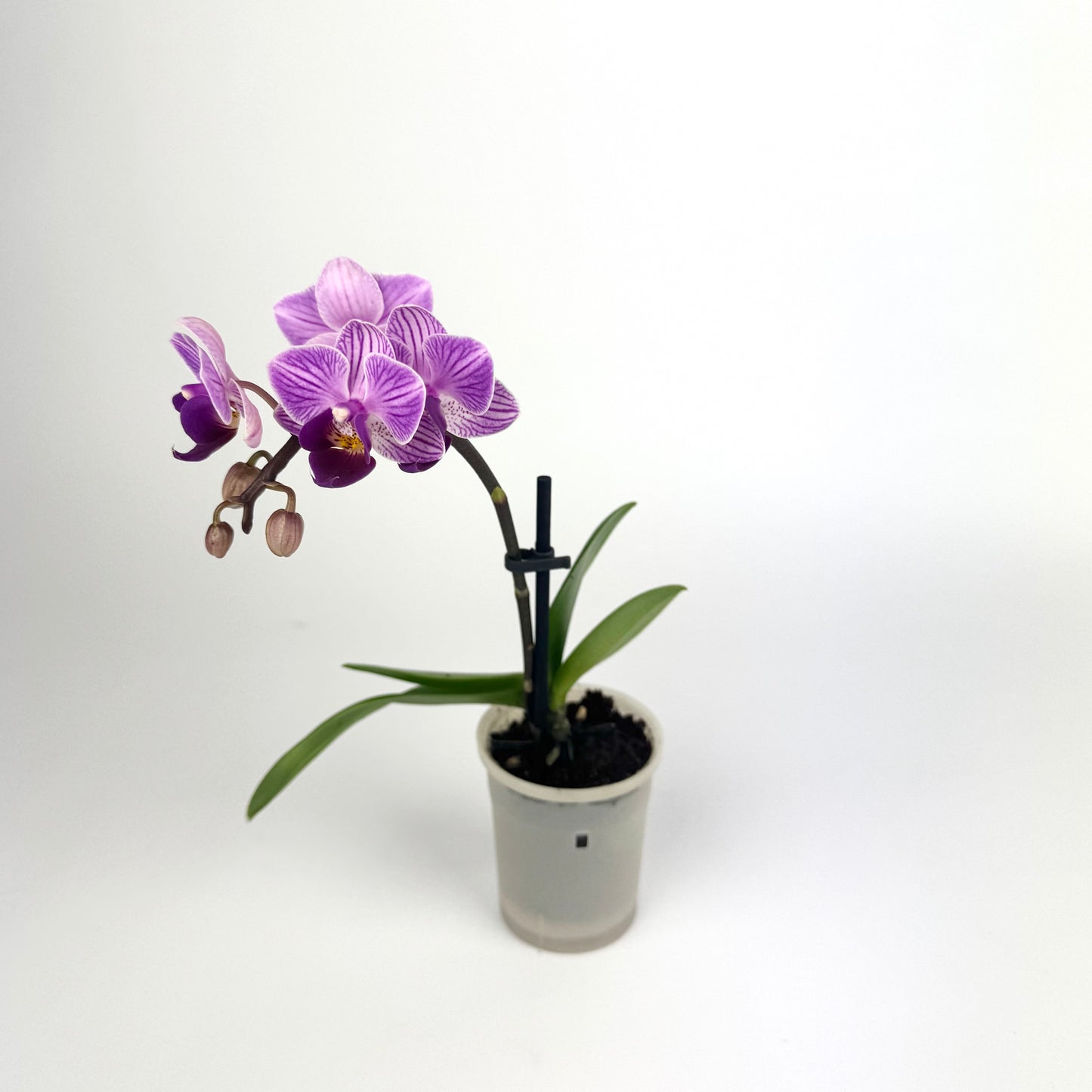 Phalaenopsis Orchid 6cm Pot Size Houseplant