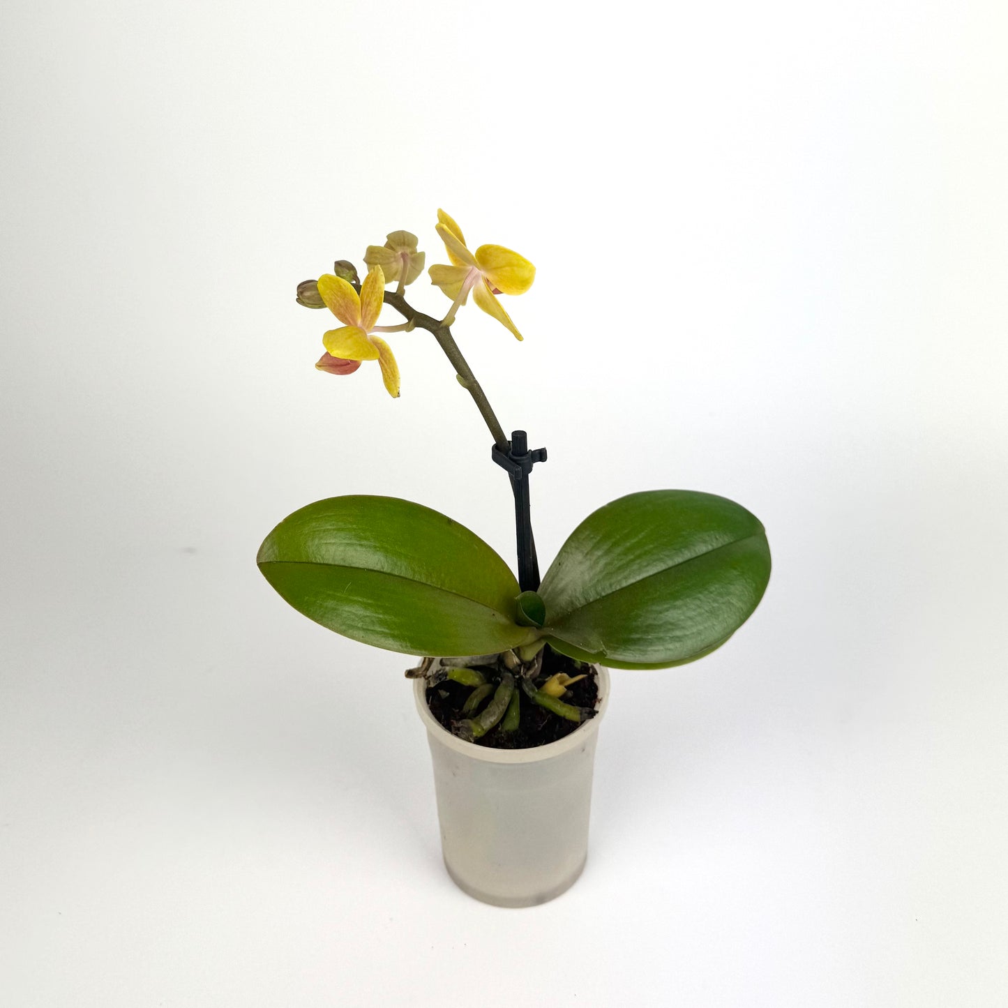 Phalaenopsis Orchid 6cm Pot Size Houseplant