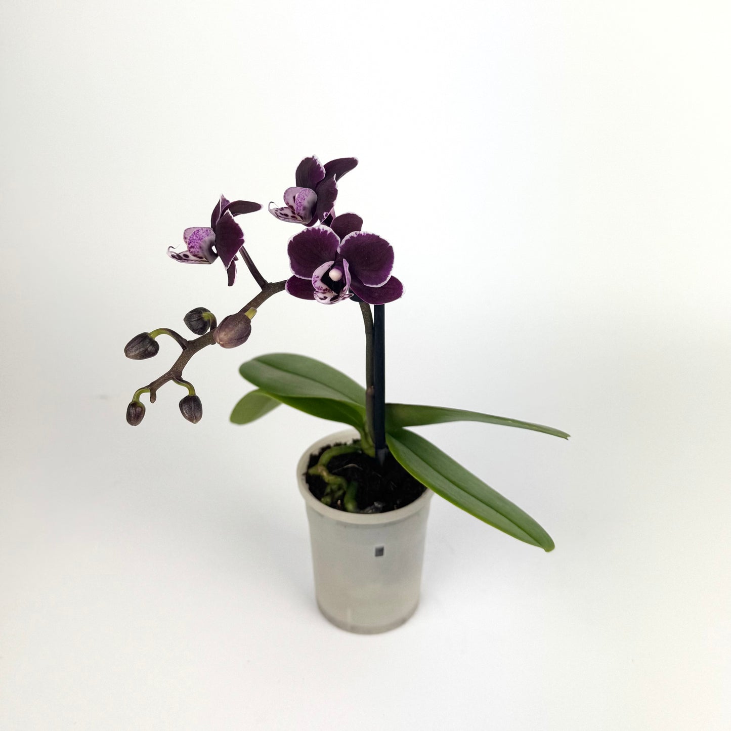 Phalaenopsis Orchid 6cm Pot Size Houseplant