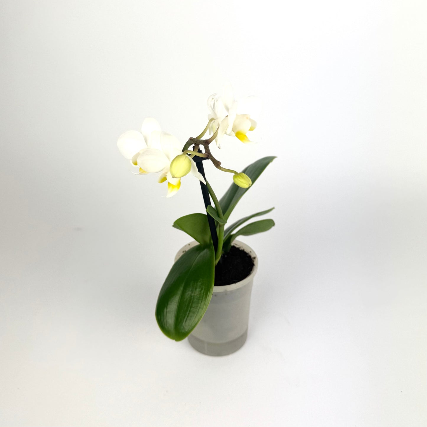 Phalaenopsis Orchid 6cm Pot Size Houseplant