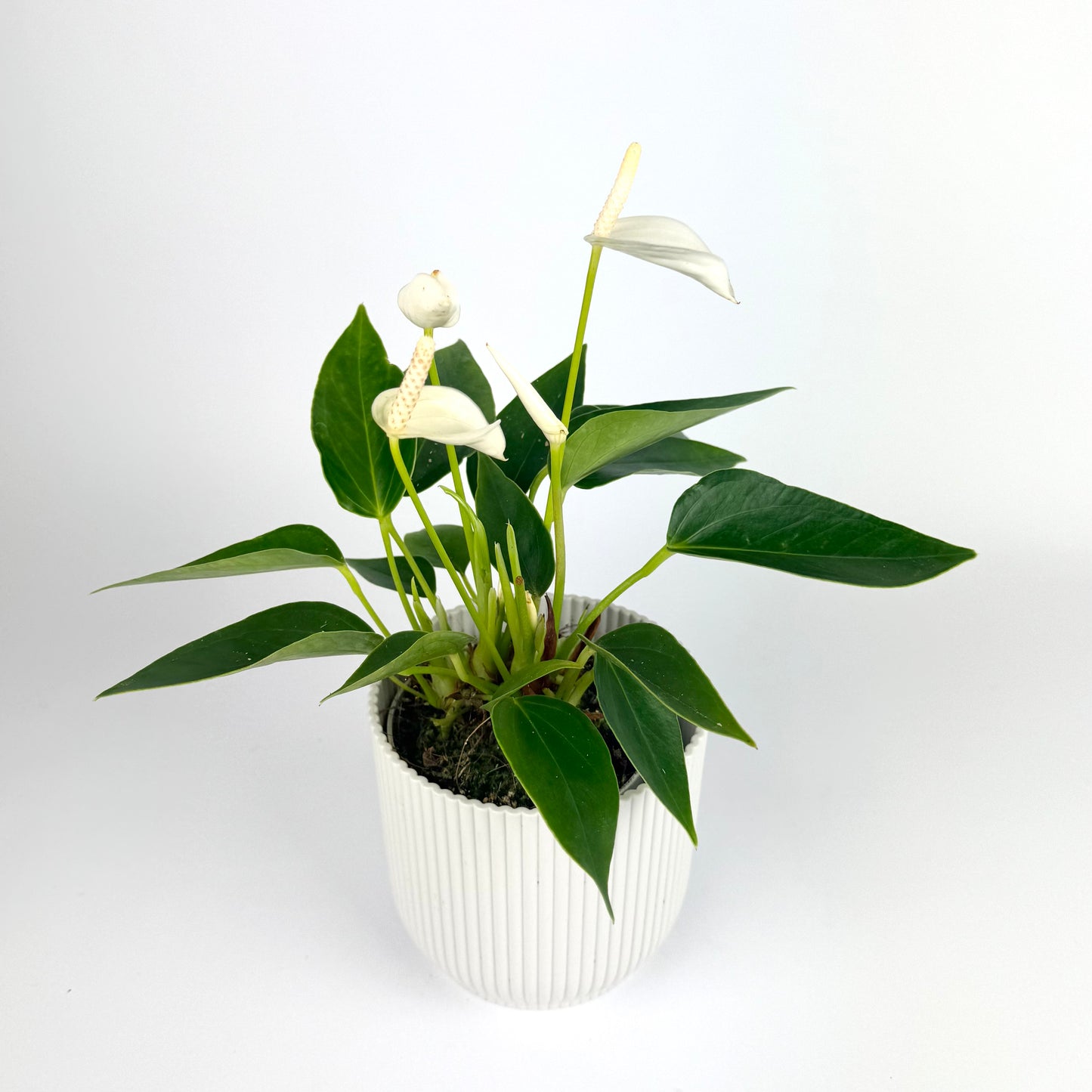 Anthurium 9cm Pot Size Houseplant