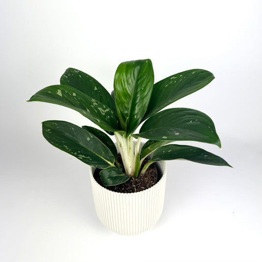 Aglaonema silver freckles 12cm Houseplant